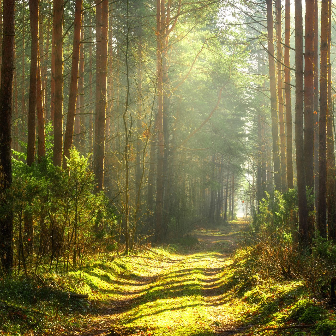 Bougie Artisanale Suisse en Cire de Soja – Balade en Forêt - Cap-Nature