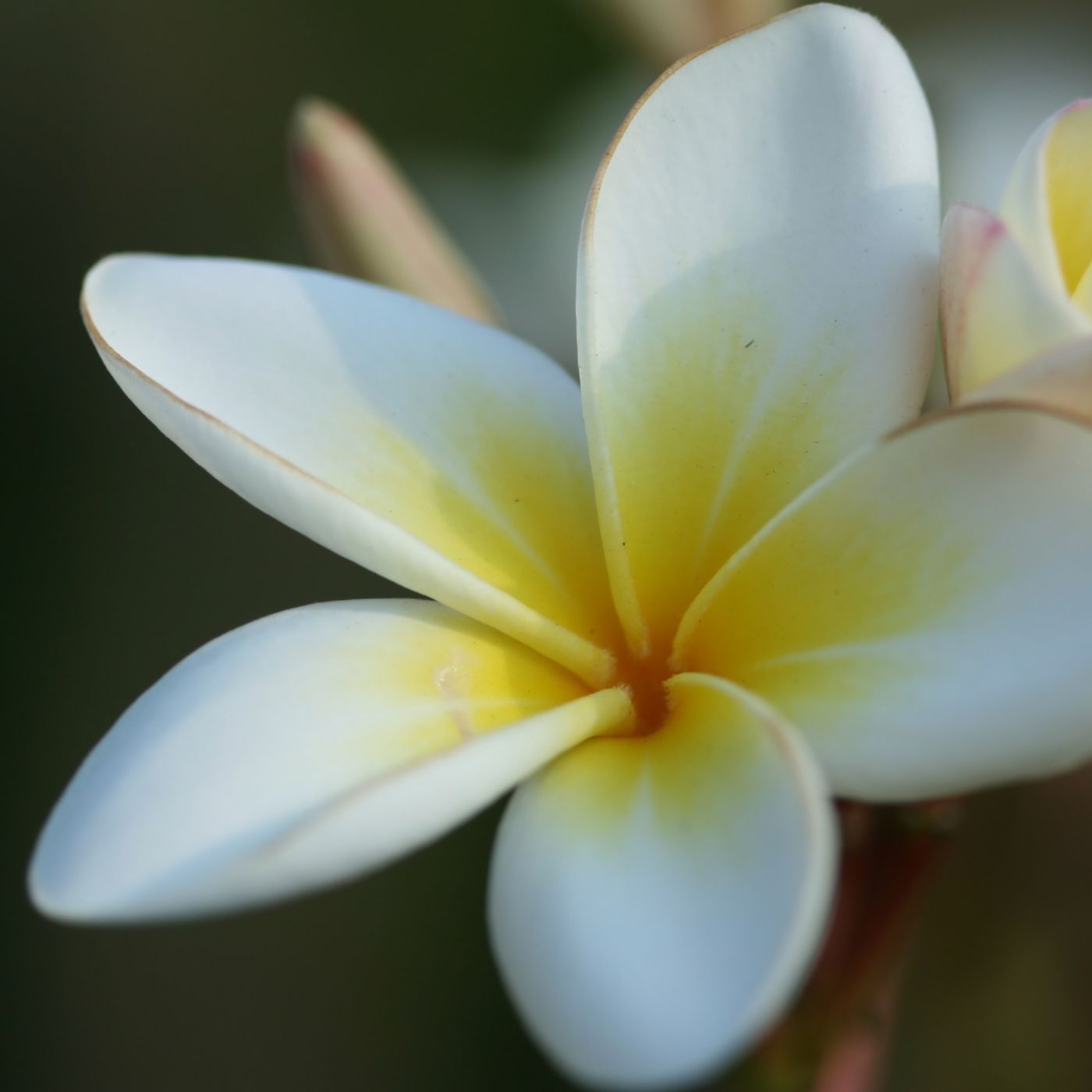 Bougie Parfumée "Monoï" - Cire de Soja - Cap-Nature