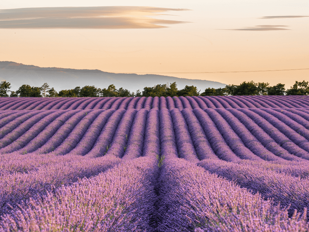 Secrets de Provence, produits BIO & Naturels