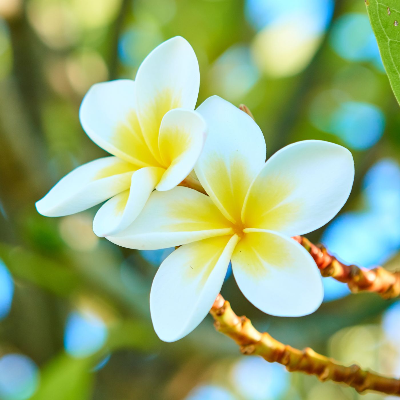 Candela profumata fatta a mano – Fleur des Îles