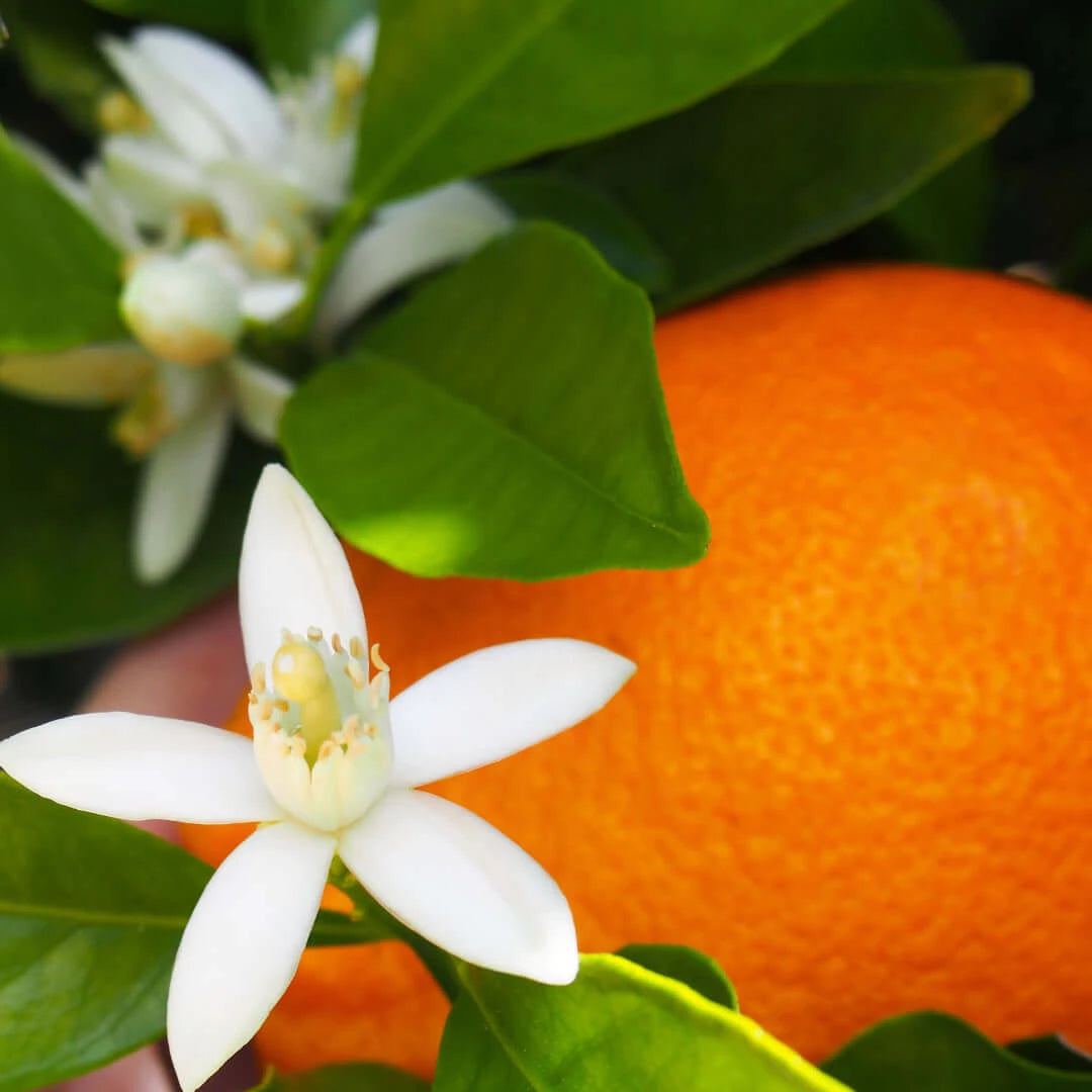 Natura Collection - Candela profumata ai fiori d'arancio - 180gr